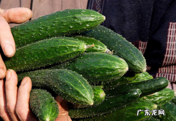 什么蔬菜可以冷冻保存,什么蔬菜可以冷冻保存冬天吃