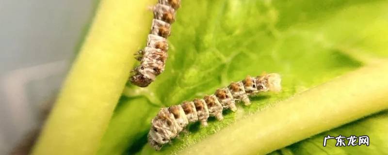 4龄和5龄蚕怎么区别 什么叫4龄蚕