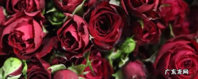 鲜玫瑰花酱怎么做 怎样做玫瑰花酱