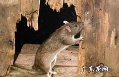 老鼠需要冬眠吗为什么,老鼠冬眠为什么