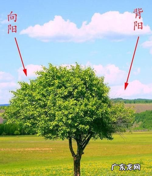 在大自然迷路了怎么辨别方向,假如你在野外迷了路怎样辨别方向河流