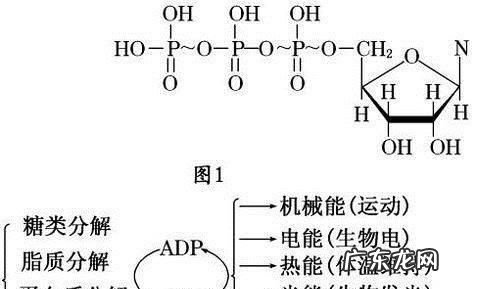 atp和adp的相互转化可逆,atp和adp的相互转化物质和能量可逆