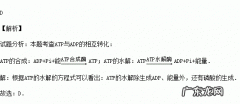 atp和adp的相互转化可逆,atp和adp的相互转化物质和能量可逆