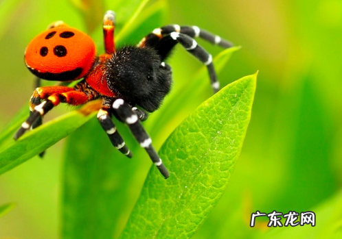 蜘蛛从哪里吐丝出来,蜘蛛丝从哪里吐出来