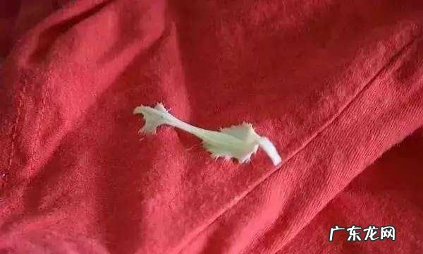 口香糖污渍去除方法,口香糖粘到衣服上怎么办