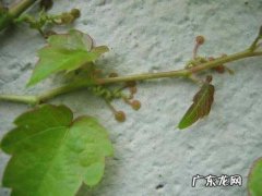 爬山虎的细丝有什么作用,爬山虎的细丝除了蜗牛的触角还可以用什么来比喻