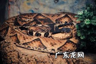 加厚皮毛过冬的动物有哪些,换毛过冬的动物有哪些