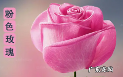 粉色代表什么意义和象征,粉色代表什么寓意