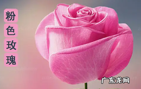粉色代表什么意义和象征,粉色代表什么寓意