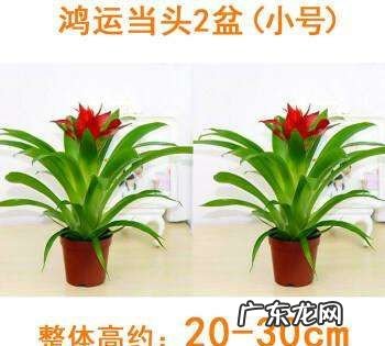 鸿运当头怎么养才红,鸿运当头花怎么养才红施什么肥