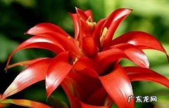 鸿运当头怎么养才红,鸿运当头花怎么养才红施什么肥