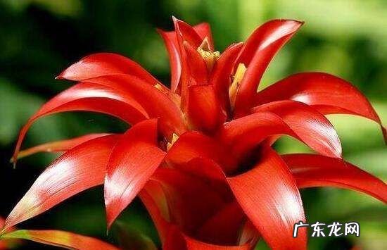 鸿运当头怎么养才红,鸿运当头花怎么养才红施什么肥