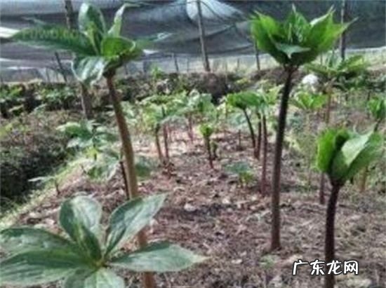 鸿运当头怎么养才红,鸿运当头花怎么养才红施什么肥
