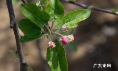 苹果花怎么浇水,苹果花前追肥好还是花后追肥好