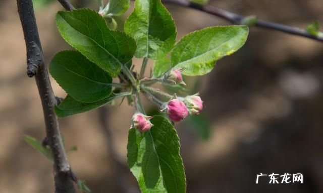 苹果花怎么浇水,苹果花前追肥好还是花后追肥好