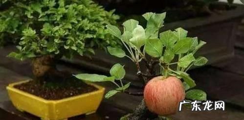 苹果花怎么浇水,苹果花前追肥好还是花后追肥好