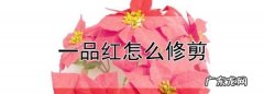 一品红什么时候修剪最好,一品红怎么修剪什么时候修剪