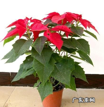 一品红什么时候修剪最好,一品红怎么修剪什么时候修剪