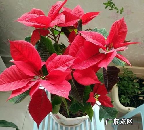 一品红什么时候修剪最好,一品红怎么修剪什么时候修剪