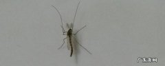 家里蠓虫多怎么处理 家里有蠓虫怎么样才能彻底去除