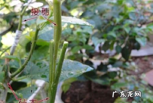 一年四季通用嫁接方法,桃树嫁接时间和方法