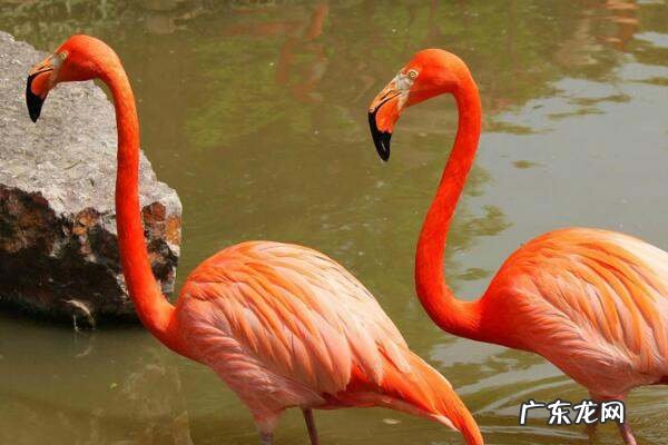 粉红色火烈鸟什么寓意,火烈鸟的象征意义是什么