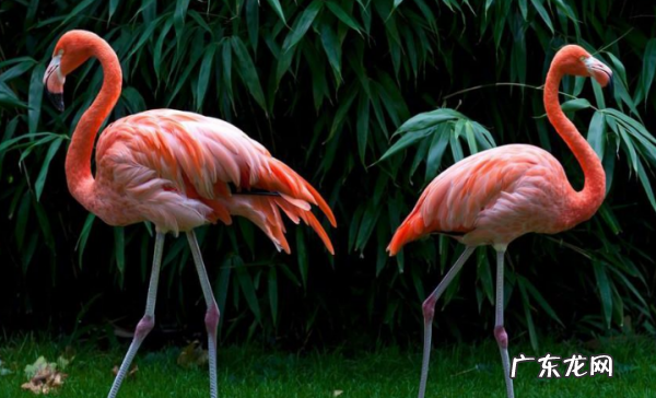 粉红色火烈鸟什么寓意,火烈鸟的象征意义是什么