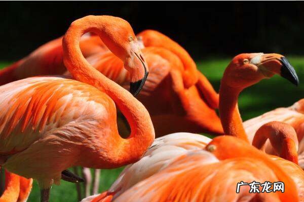 粉红色火烈鸟什么寓意,火烈鸟的象征意义是什么