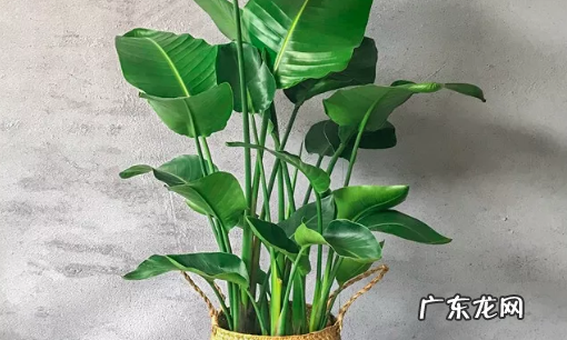 室内适合种什么花,室内适合养的花卉
