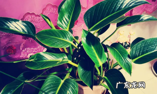 室内适合种什么花,室内适合养的花卉
