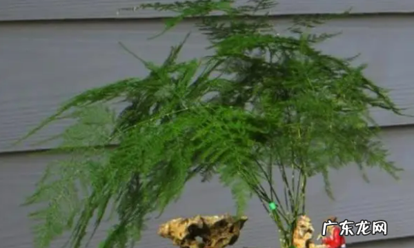 室内适合种什么花,室内适合养的花卉