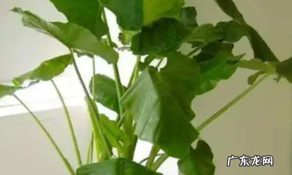 室内适合种什么花,室内适合养的花卉