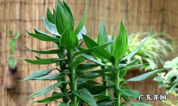 室内适合种什么花,室内适合养的花卉