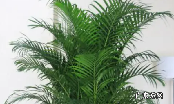 室内适合种什么花,室内适合养的花卉