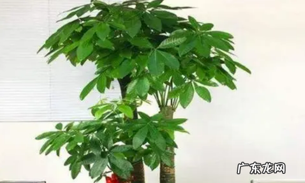 室内适合种什么花,室内适合养的花卉