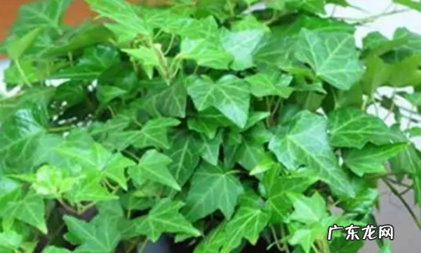 室内适合种什么花,室内适合养的花卉