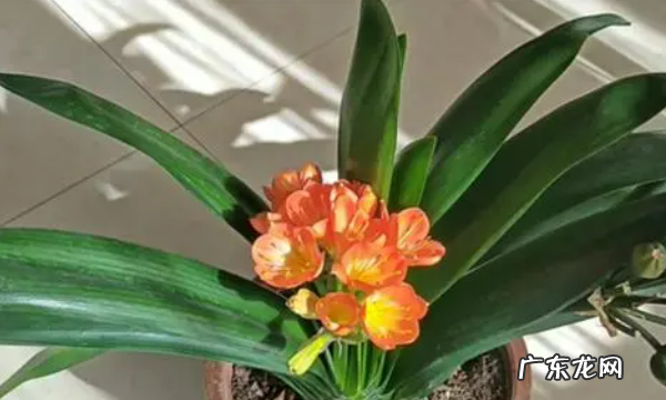 室内适合种什么花,室内适合养的花卉