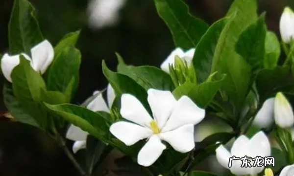 室内适合种什么花,室内适合养的花卉