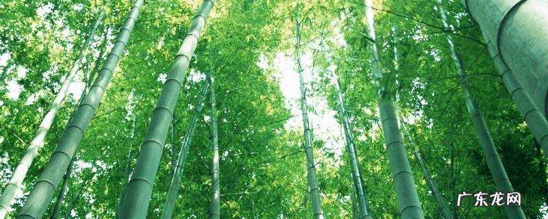 为什么竹子是空心的 为什么竹子是空心的是硬的