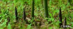 嫩竹子能生吃吗 嫩竹子能吃吗