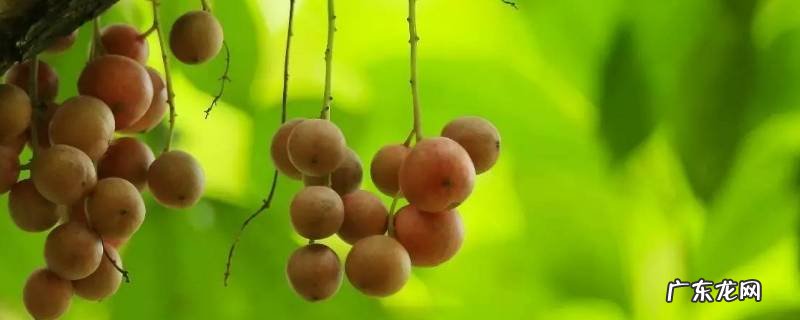 水果蒜是什么味道 水果蒜是什么