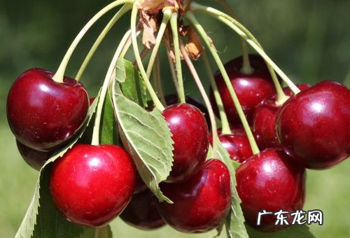 大樱桃品种有哪些,大樱桃品种最好的有哪些品种