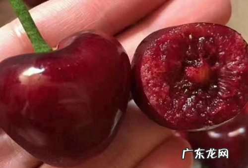 大樱桃品种有哪些,大樱桃品种最好的有哪些品种