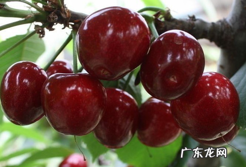 大樱桃品种有哪些,大樱桃品种最好的有哪些品种