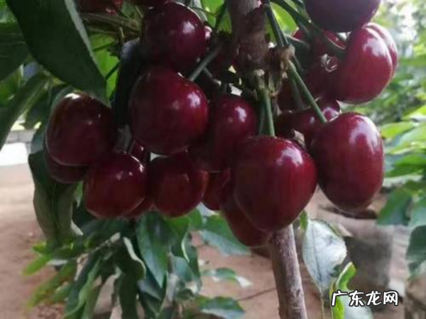 大樱桃品种有哪些,大樱桃品种最好的有哪些品种