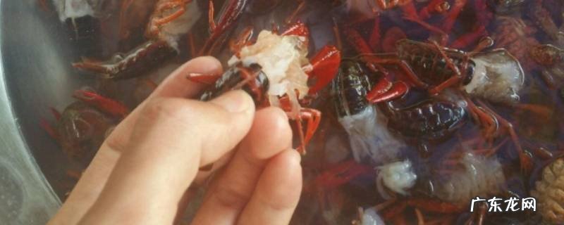 怎么清理小龙虾身上的淤泥 怎么清理小龙虾