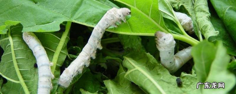 蚕变成飞蛾后会死吗 蚕变成蛾后为什么死了