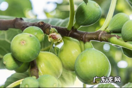 无花果能种在院子里,无花果树能栽在院子里有讲究