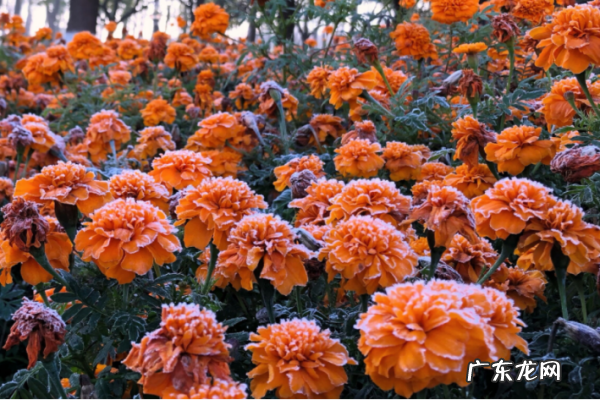 霜降的降是什么意思,霜降代表什么意思