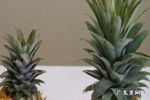 什么样的菠萝才新鲜,菠萝怎么挑选才好吃